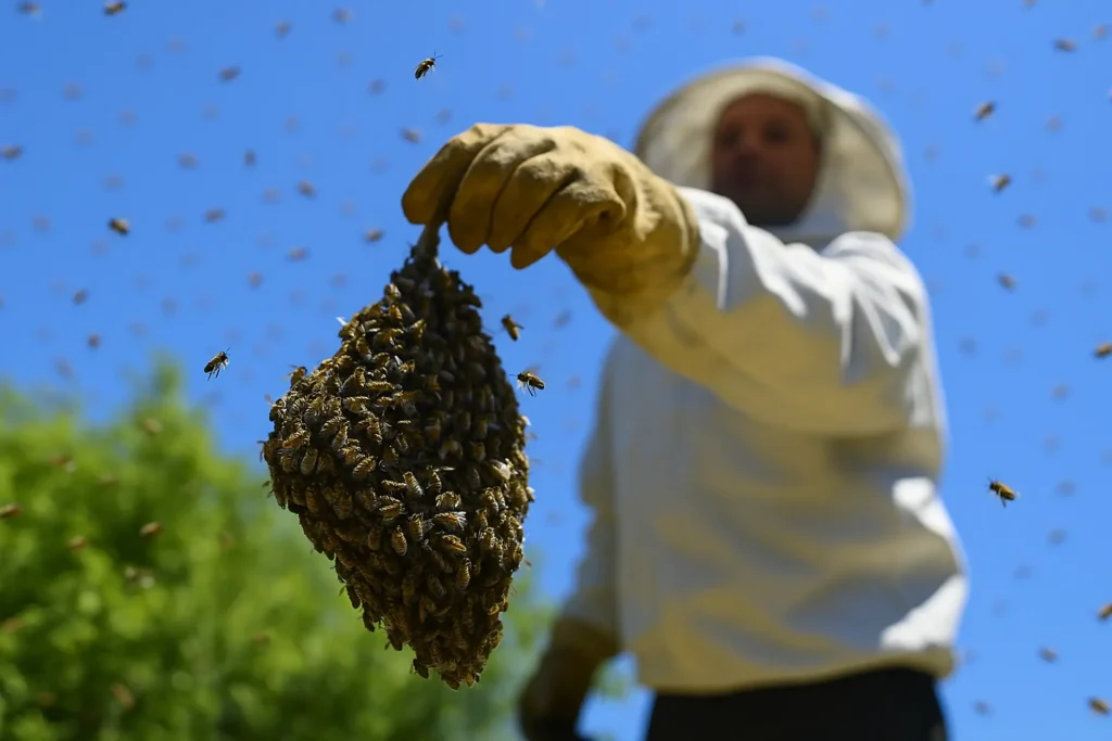 bee control technician inspecting a honeybee nest in Wiltshire stone wall